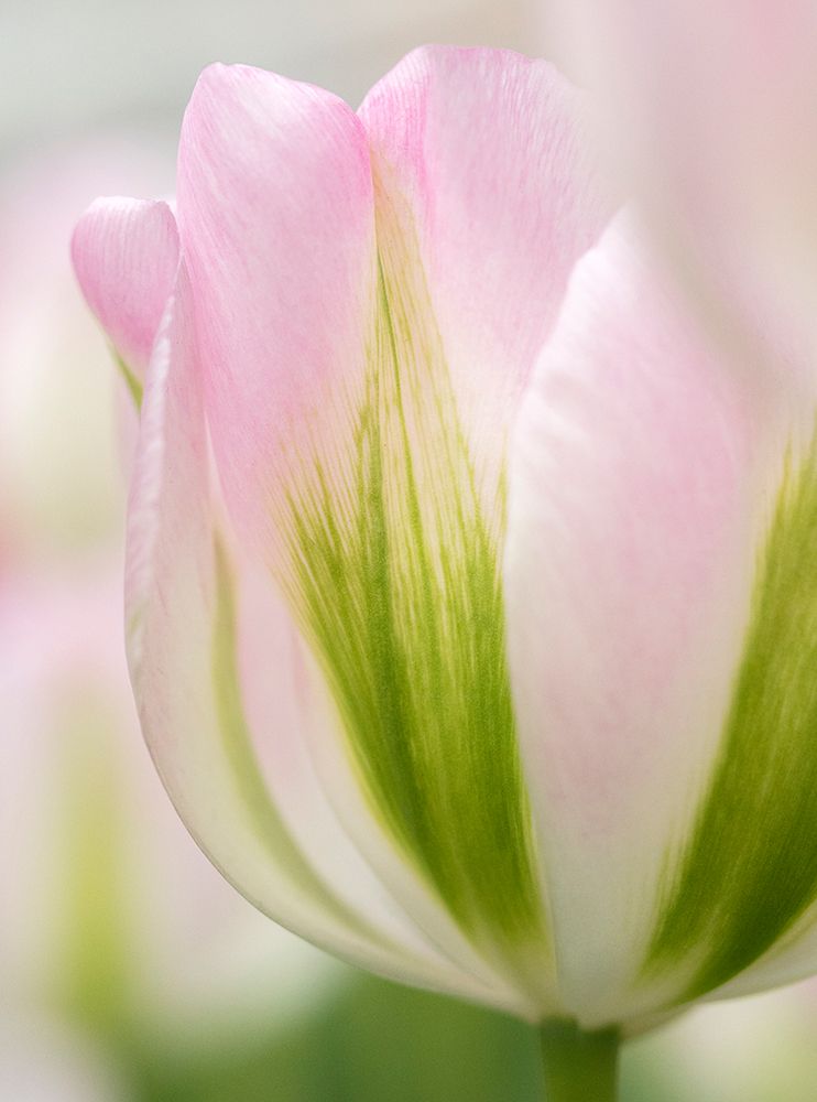 Netherlands-Lisse. Closeup of a soft pink tulip with green streaks. art print by Julie Eggers for $57.95 CAD