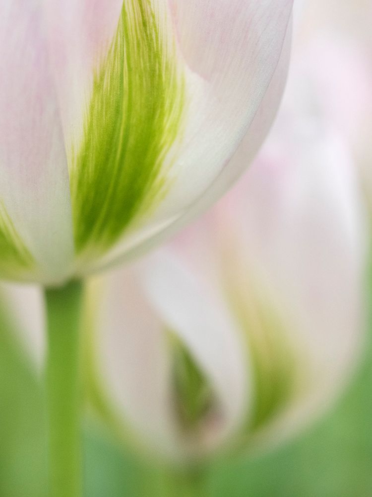 Netherlands-Lisse. Closeup of a soft pink tulip with green streaks. art print by Julie Eggers for $57.95 CAD