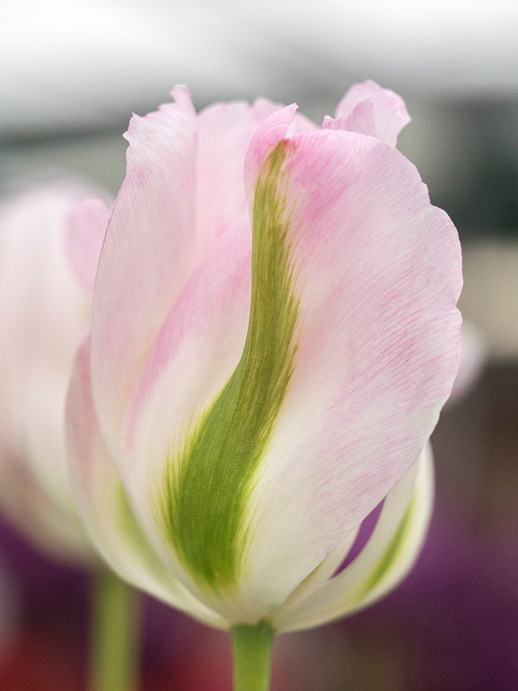 Netherlands-Lisse. Closeup of a soft pink tulip with green streaks. art print by Julie Eggers for $57.95 CAD