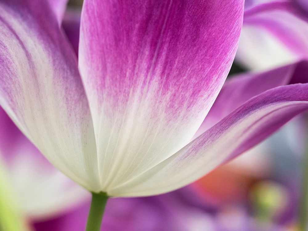 Netherlands-Lisse. Closeup of a purple and white tulip. art print by Julie Eggers for $57.95 CAD