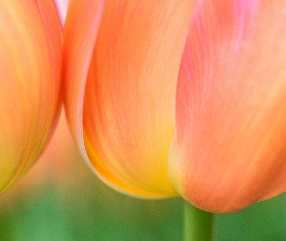 Netherlands-Lisse. Closeup of orange tulips. art print by Julie Eggers for $57.95 CAD