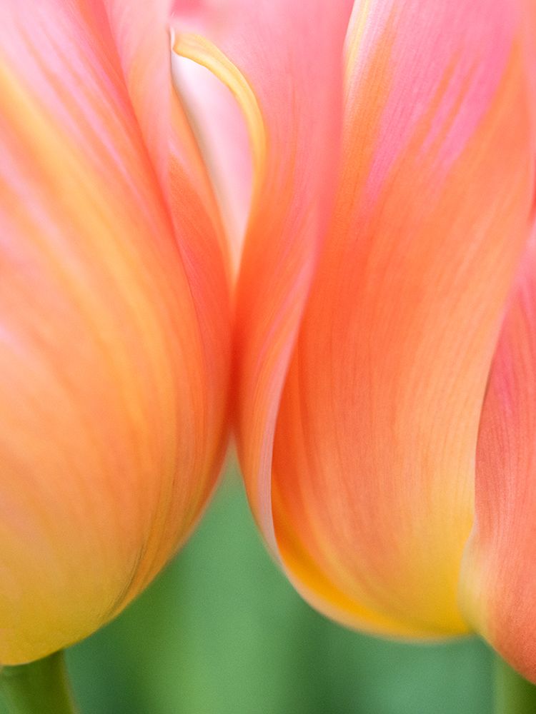Netherlands-Lisse. Closeup of orange tulips. art print by Julie Eggers for $57.95 CAD