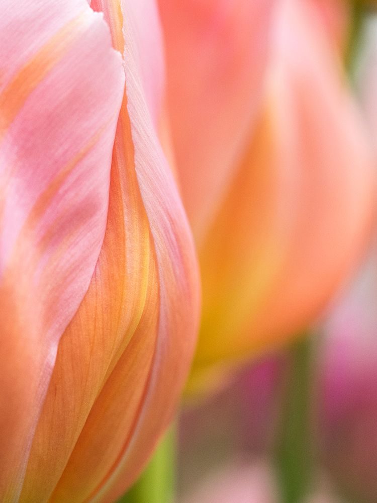 Netherlands-Lisse. Closeup of orange tulips. art print by Julie Eggers for $57.95 CAD