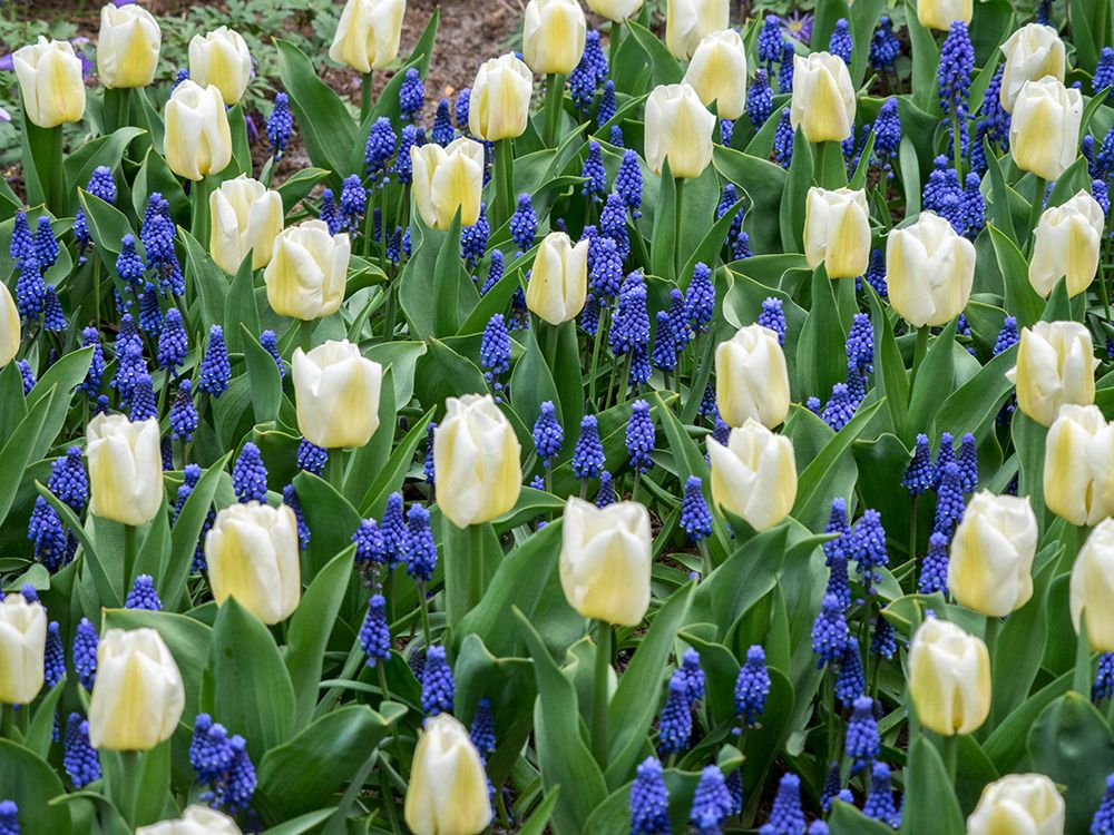 Netherlands-Lisse. White tulips and grape hyacinths in a garden. art print by Julie Eggers for $57.95 CAD