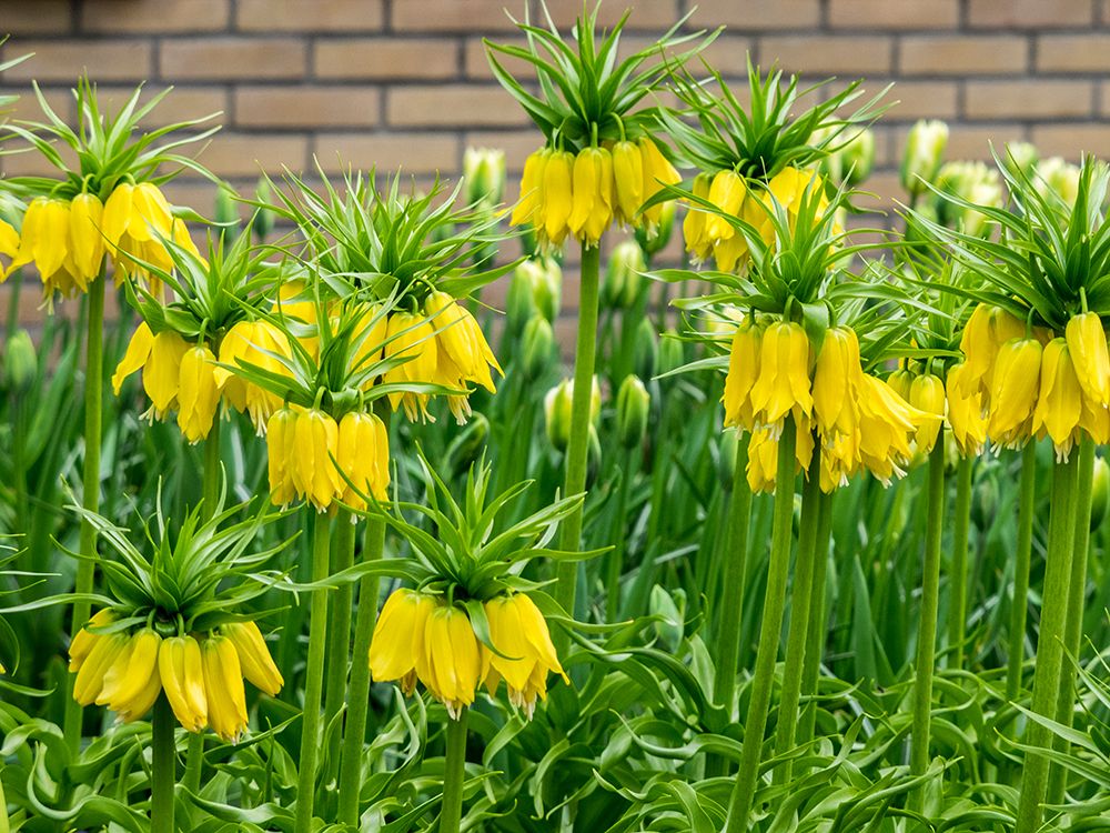 Netherlands-Lisse. Display of yellow Fritillaria Lutea Maxima in a garden. art print by Julie Eggers for $57.95 CAD