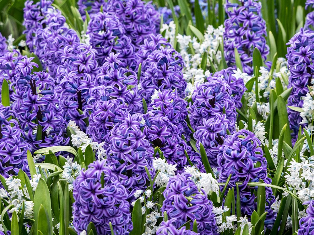 Netherlands-Lisse. Display of purple hyacinths in a garden. art print by Julie Eggers for $57.95 CAD