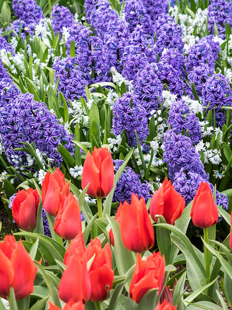 Netherlands-Lisse. Purple hyacinths and red tulips in a garden. art print by Julie Eggers for $57.95 CAD