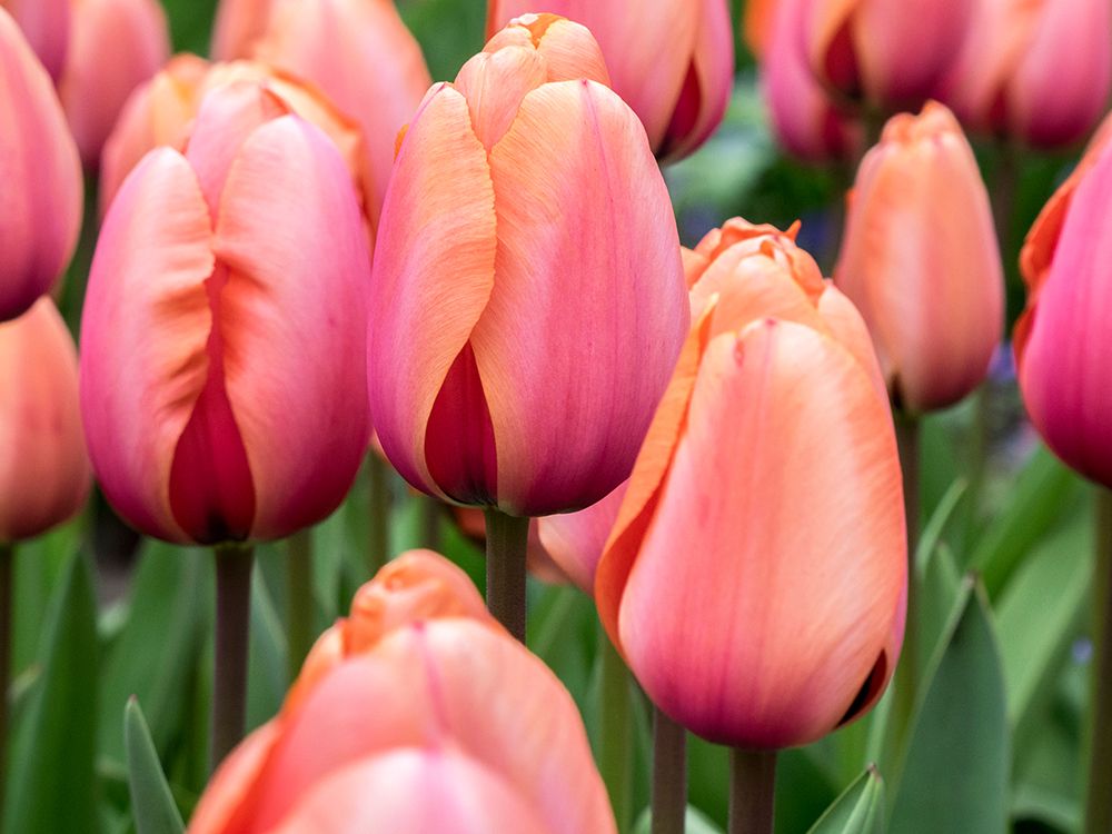 Netherlands-Lisse. Closeup of soft pink and peach colored tulips in a garden. art print by Julie Eggers for $57.95 CAD