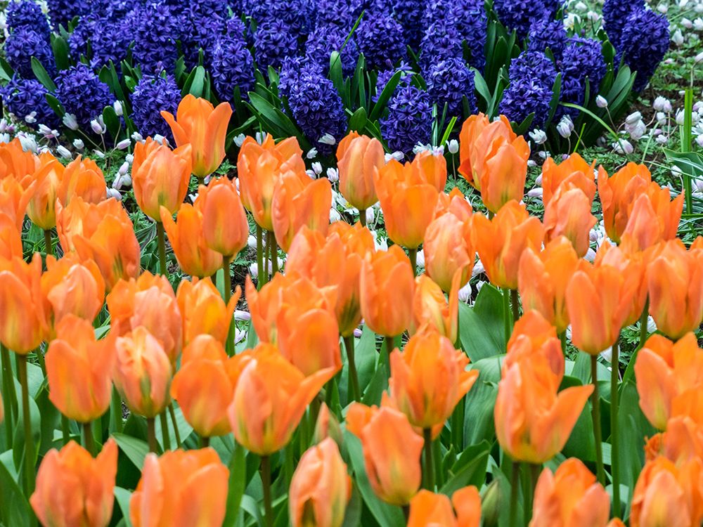 Netherlands-Lisse. Orange tulips and dark blue hyacinths in a garden. art print by Julie Eggers for $57.95 CAD