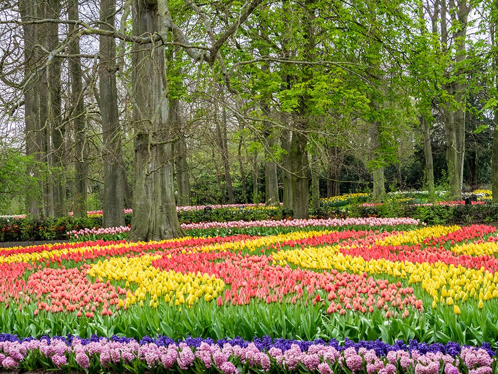 Netherlands-Lisse. Flower displays at Keukenhof Gardens. art print by Julie Eggers for $57.95 CAD