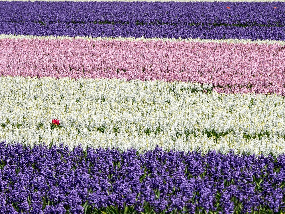 Netherlands-Lisse. Agricultural field of hyacinths. art print by Julie Eggers for $57.95 CAD