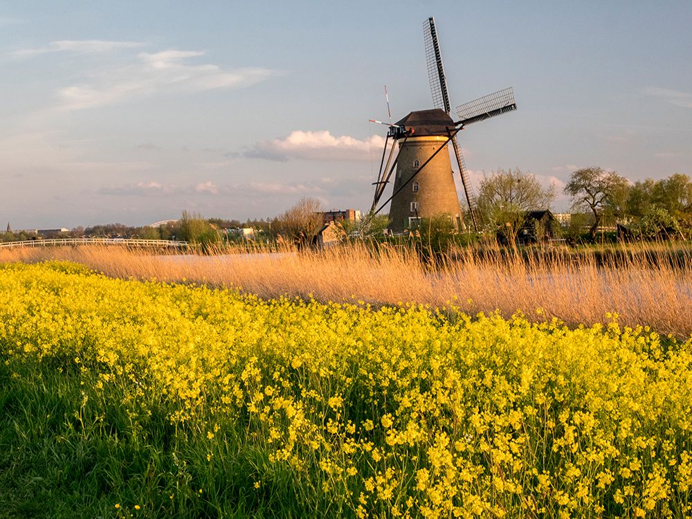 Netherland-Kinderdijk. Windmills along the canal. art print by Julie Eggers for $57.95 CAD