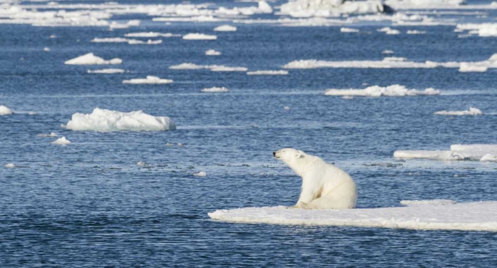 Norway, Svalbard Polar bear sitting in sun art print by Bill Young for $57.95 CAD