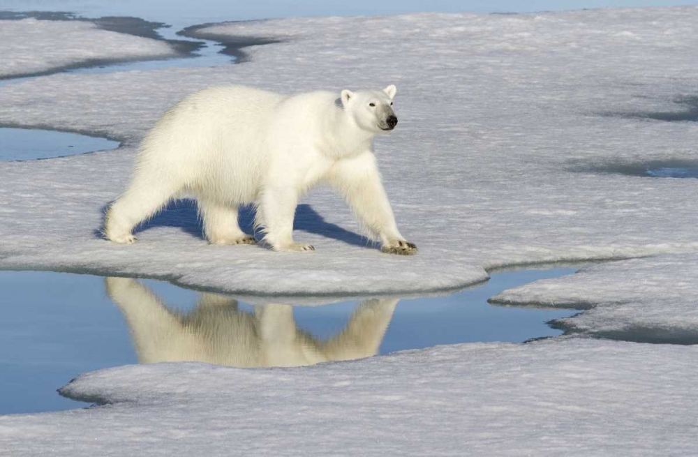 Norway, Svalbard Polar bear reflected in pool art print by Bill Young for $57.95 CAD