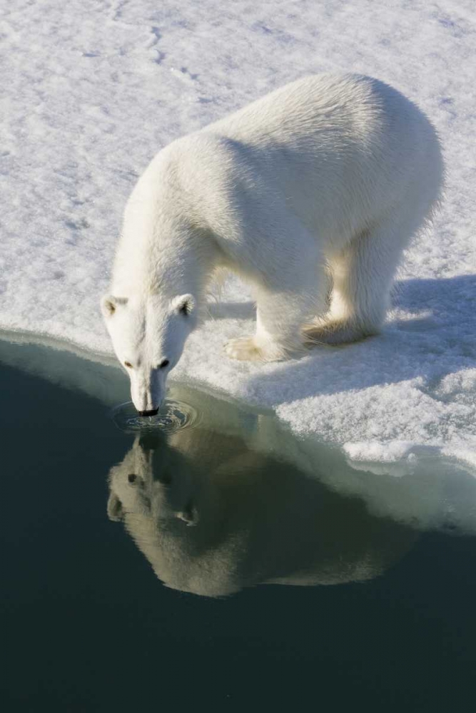 Norway, Svalbard Polar bear reflected in water art print by Bill Young for $57.95 CAD