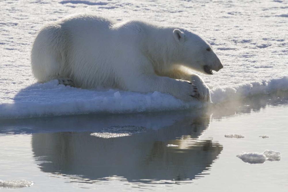 Norway, Svalbard Polar bear backlit as it sits art print by Bill Young for $57.95 CAD
