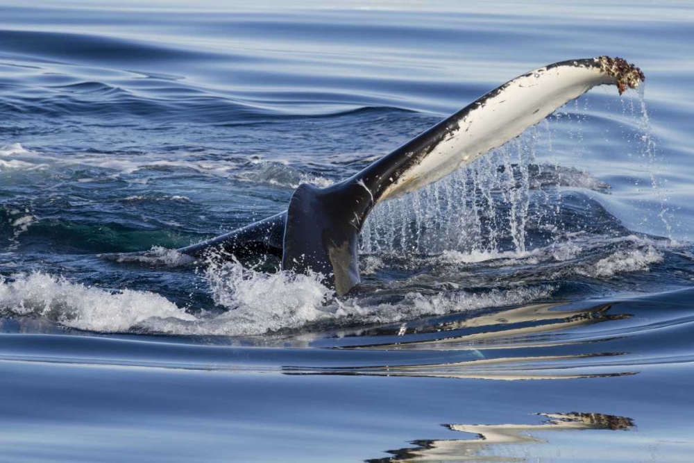 Norway, Svalbard Humpback whale tailfin breeches art print by Bill Young for $57.95 CAD
