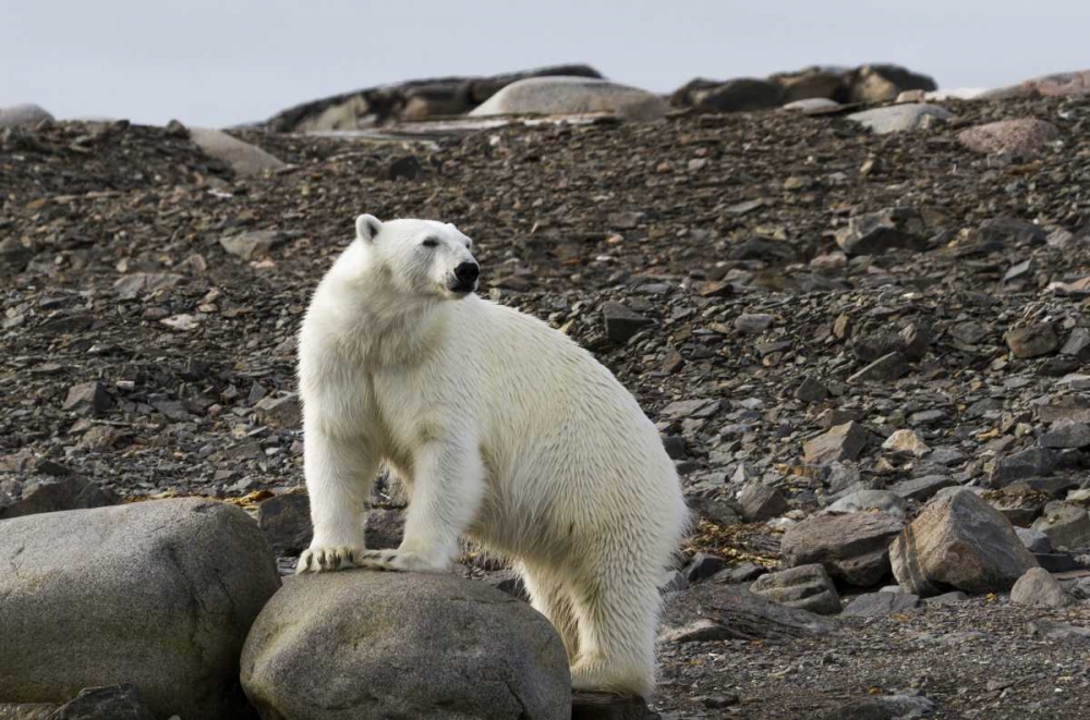 Norway, Svalbard Polar bear on rocky ground art print by Bill Young for $57.95 CAD