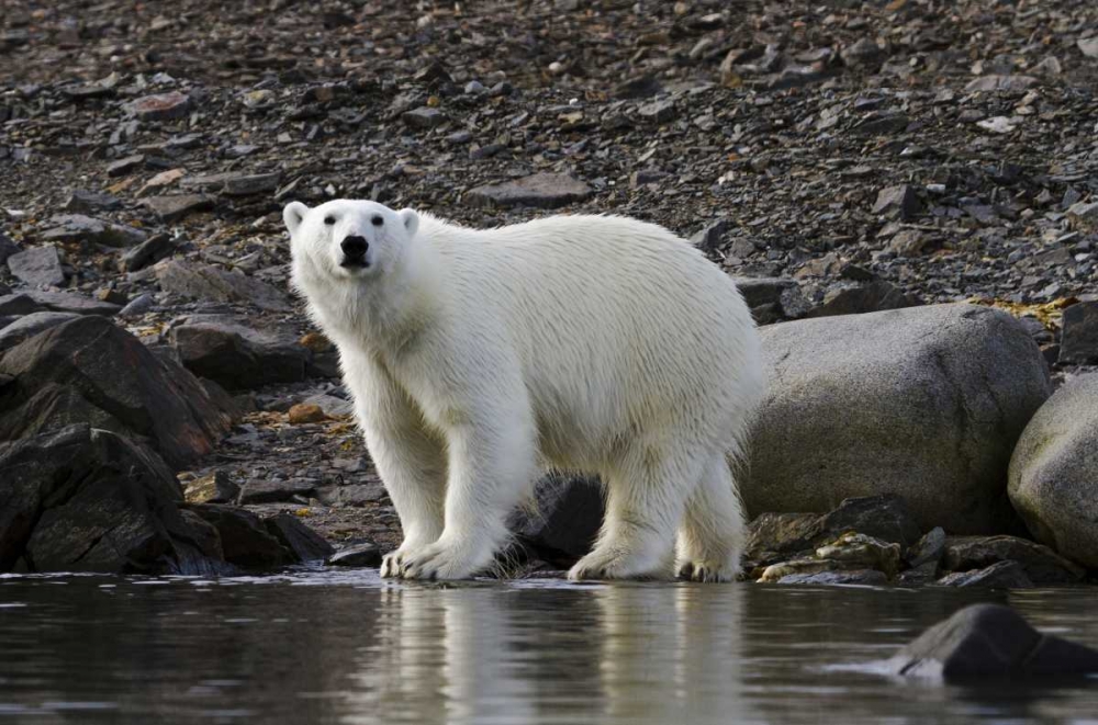 Norway, Svalbard Polar bear next to water art print by Bill Young for $57.95 CAD