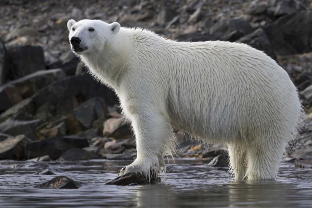 Norway, Svalbard Polar bear standing in water art print by Bill Young for $57.95 CAD