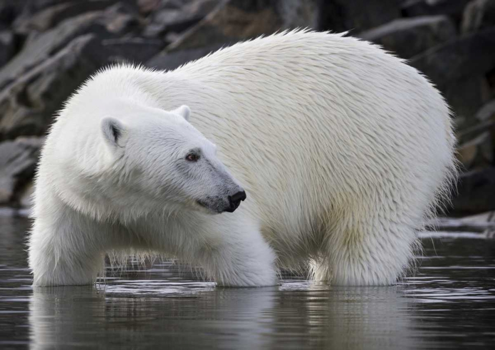Norway, Svalbard Polar bear standing in water art print by Bill Young for $57.95 CAD