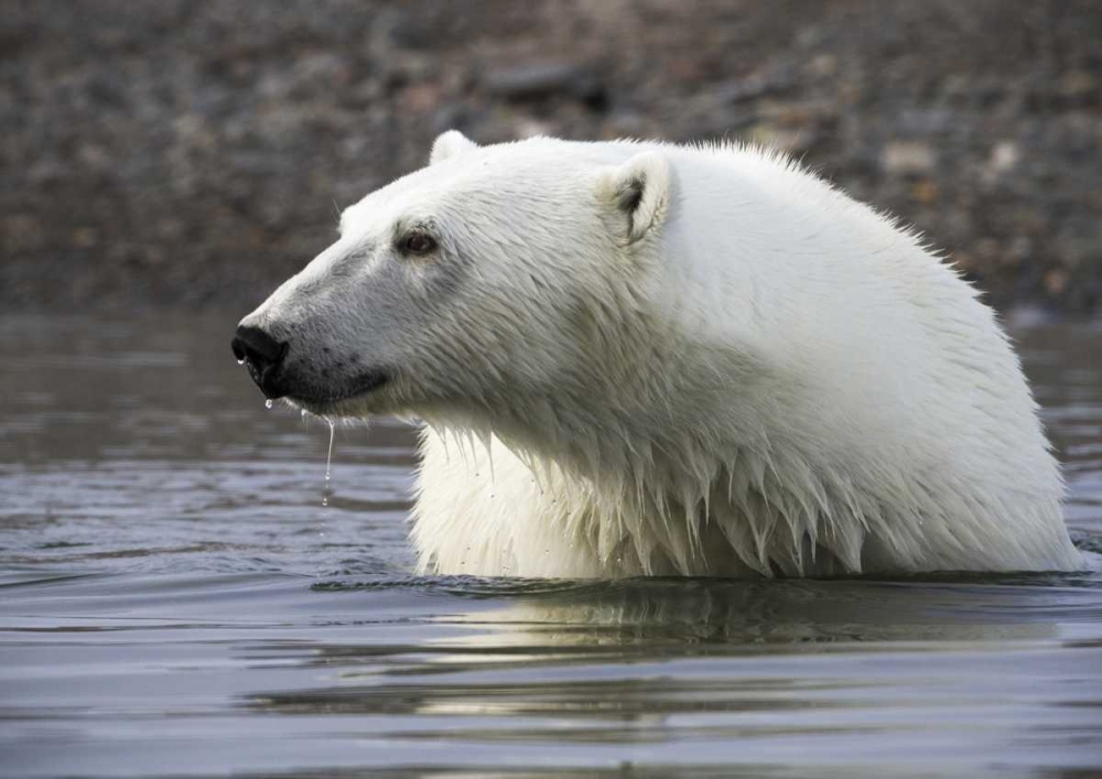 Norway, Svalbard Polar bear standing in water art print by Bill Young for $57.95 CAD