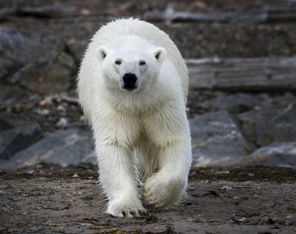 Norway, Svalbard Polar bear on rocky ground art print by Bill Young for $57.95 CAD