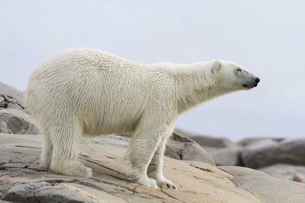 Norway, Svalbard Polar bear standing art print by Bill Young for $57.95 CAD