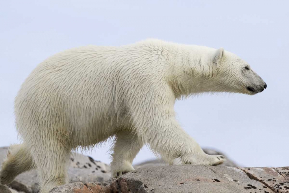 Norway, Svalbard Polar bear walking on rocks art print by Bill Young for $57.95 CAD