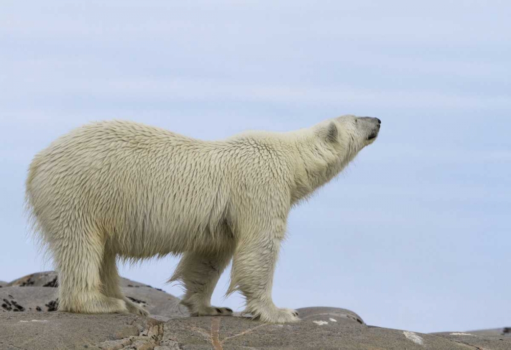 Norway, Svalbard Polar bear sniffing the air art print by Bill Young for $57.95 CAD