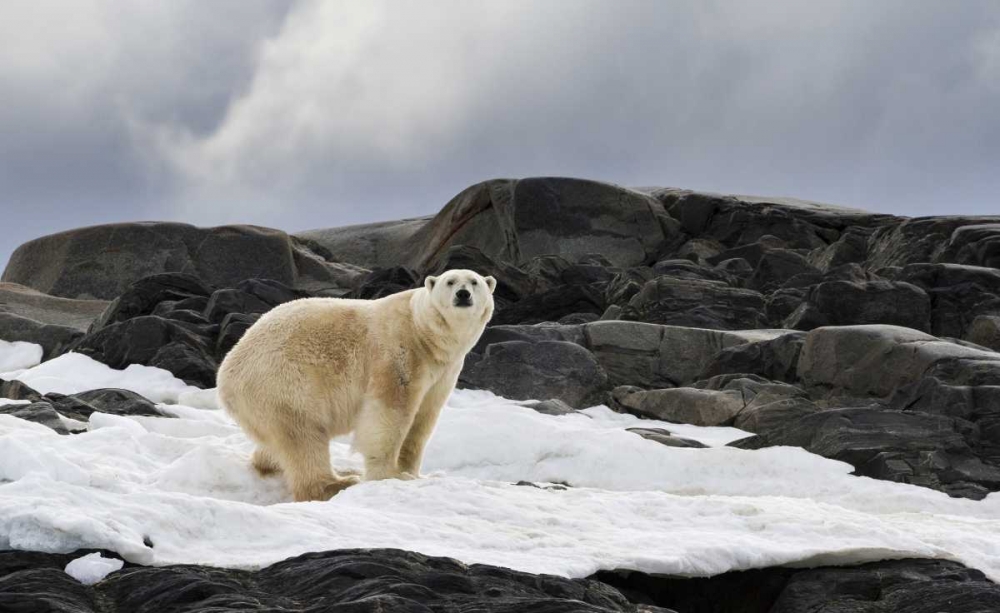 Norway, Svalbard Polar bear on snow art print by Bill Young for $57.95 CAD