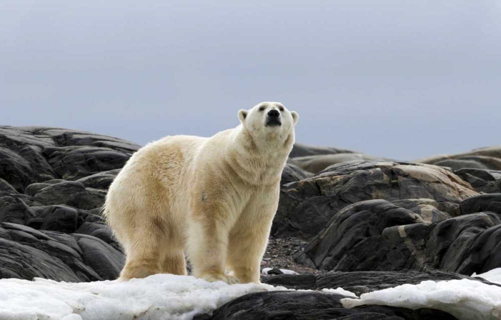Norway, Svalbard Polar bear on snow art print by Bill Young for $57.95 CAD