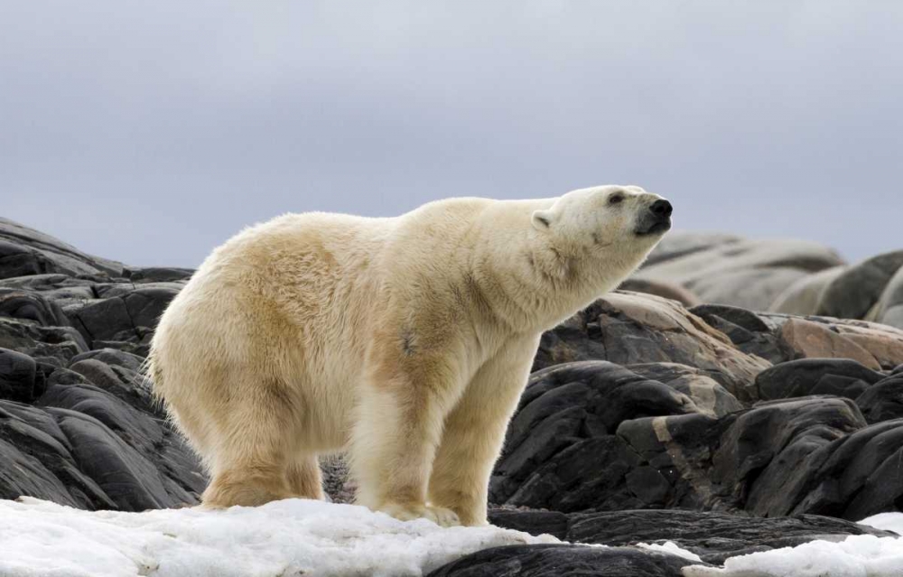 Norway, Svalbard Polar bear on snow art print by Bill Young for $57.95 CAD