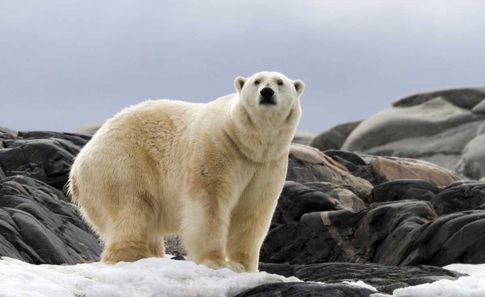 Norway, Svalbard Polar bear on snow art print by Bill Young for $57.95 CAD