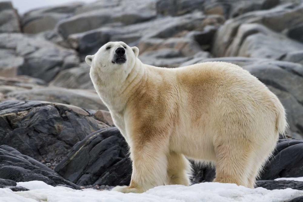 Norway, Svalbard Polar bear on snow art print by Bill Young for $57.95 CAD