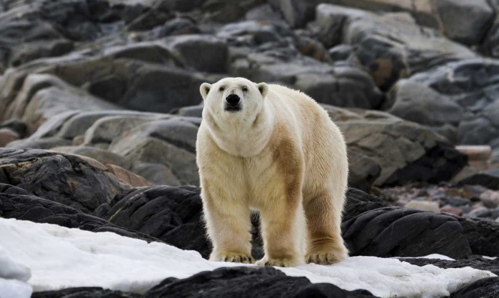 Norway, Svalbard Polar bear on snow art print by Bill Young for $57.95 CAD