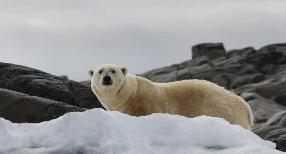 Norway, Svalbard Polar bear on snow art print by Bill Young for $57.95 CAD