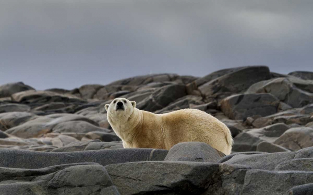 Norway, Svalbard Polar bear on rocky ground art print by Bill Young for $57.95 CAD