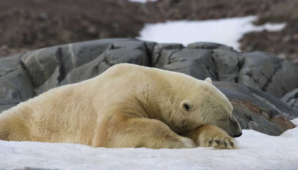 Norway, Svalbard Polar bear sleeping on snow art print by Bill Young for $57.95 CAD