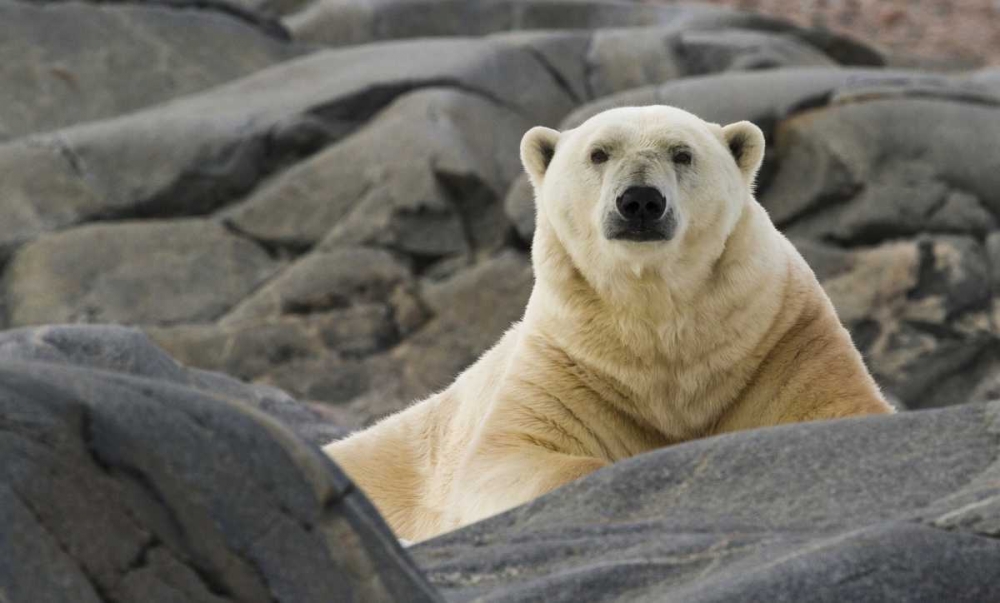 Norway, Svalbard Polar bear on rocky ground art print by Bill Young for $57.95 CAD