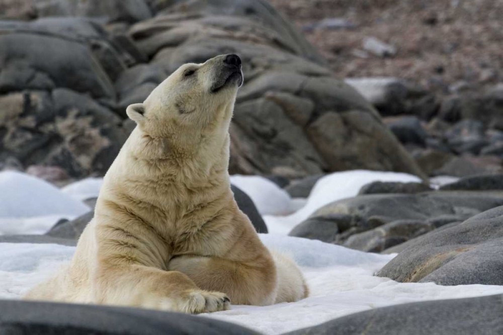 Norway, Svalbard Polar bear on snow art print by Bill Young for $57.95 CAD