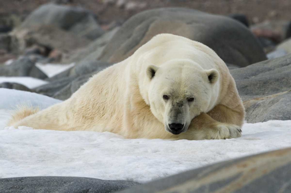 Norway, Svalbard Polar bear lying on snow art print by Bill Young for $57.95 CAD