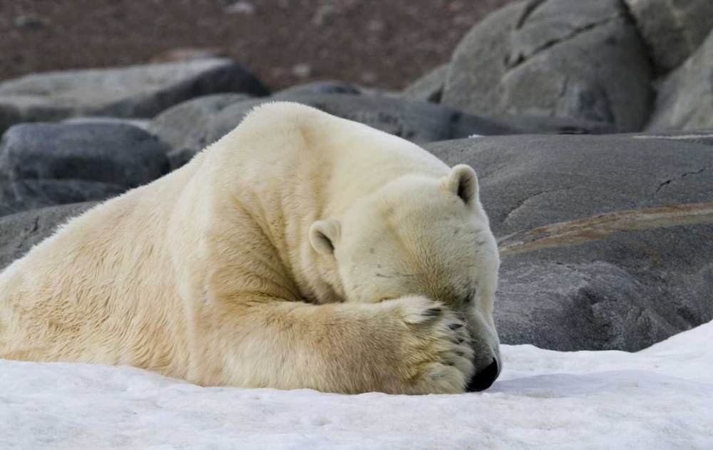 Norway, Svalbard Polar bear sleeping on snow art print by Bill Young for $57.95 CAD