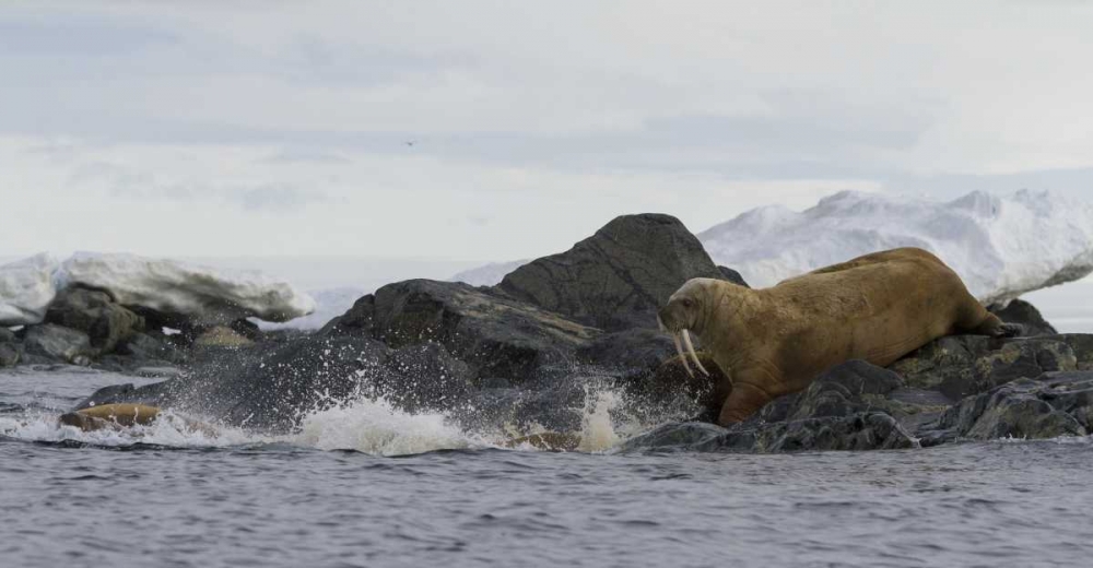 Norway, Svalbard Walruses moving into the water art print by Bill Young for $57.95 CAD