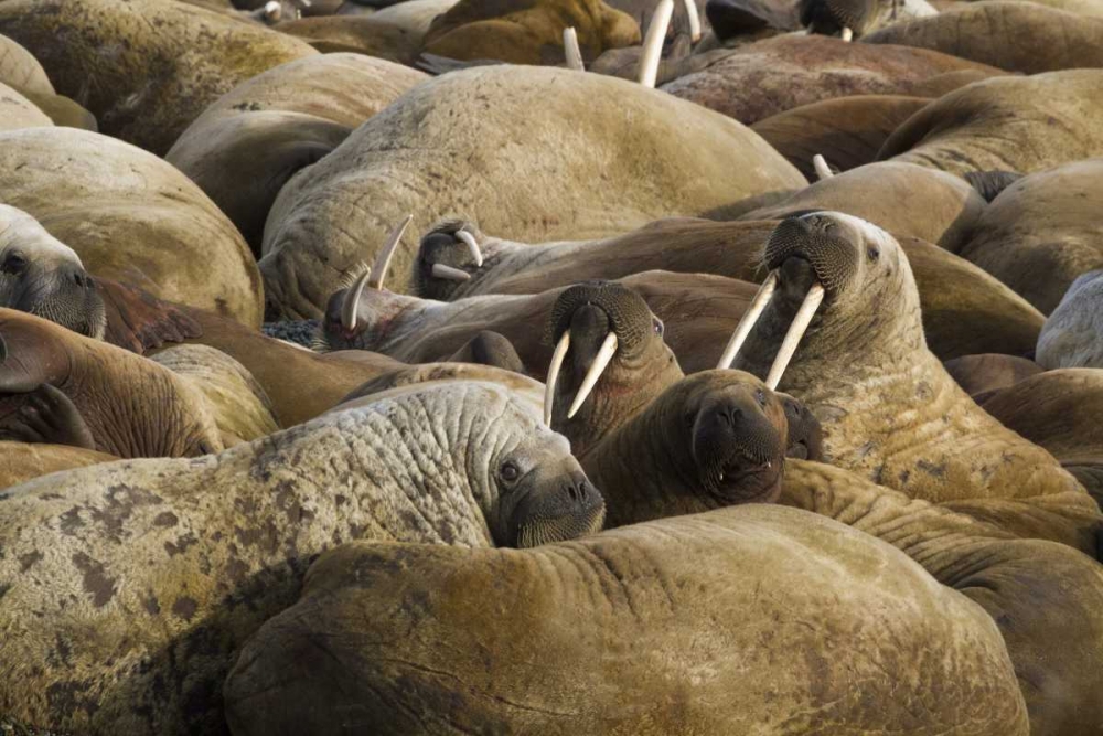 Norway, Svalbard, Torellneset Walruses resting art print by Bill Young for $57.95 CAD
