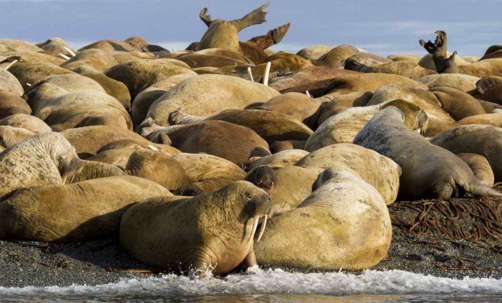 Norway, Svalbard, Torellneset Walruses resting art print by Bill Young for $57.95 CAD