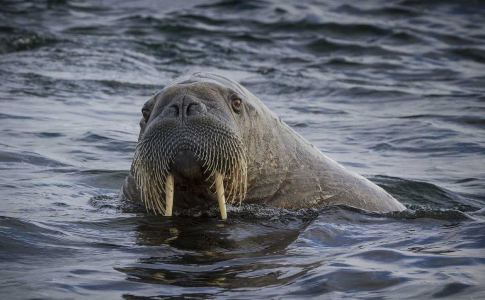 Norway, Svalbard Walrus looking at the camera art print by Bill Young for $57.95 CAD