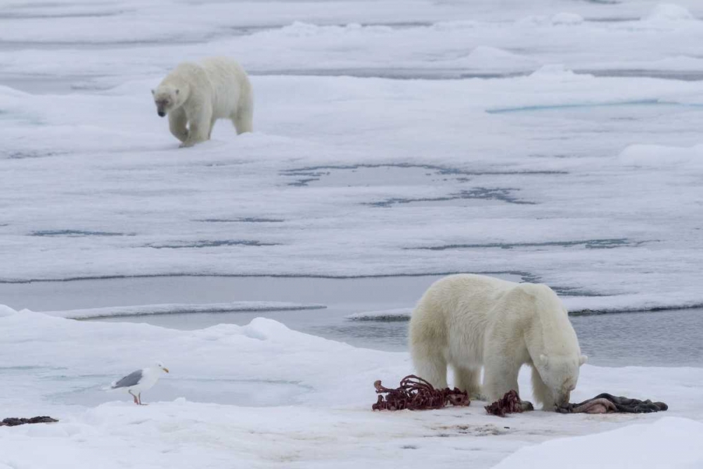 Norway, Svalbard Polar bears and seal carcass art print by Bill Young for $57.95 CAD