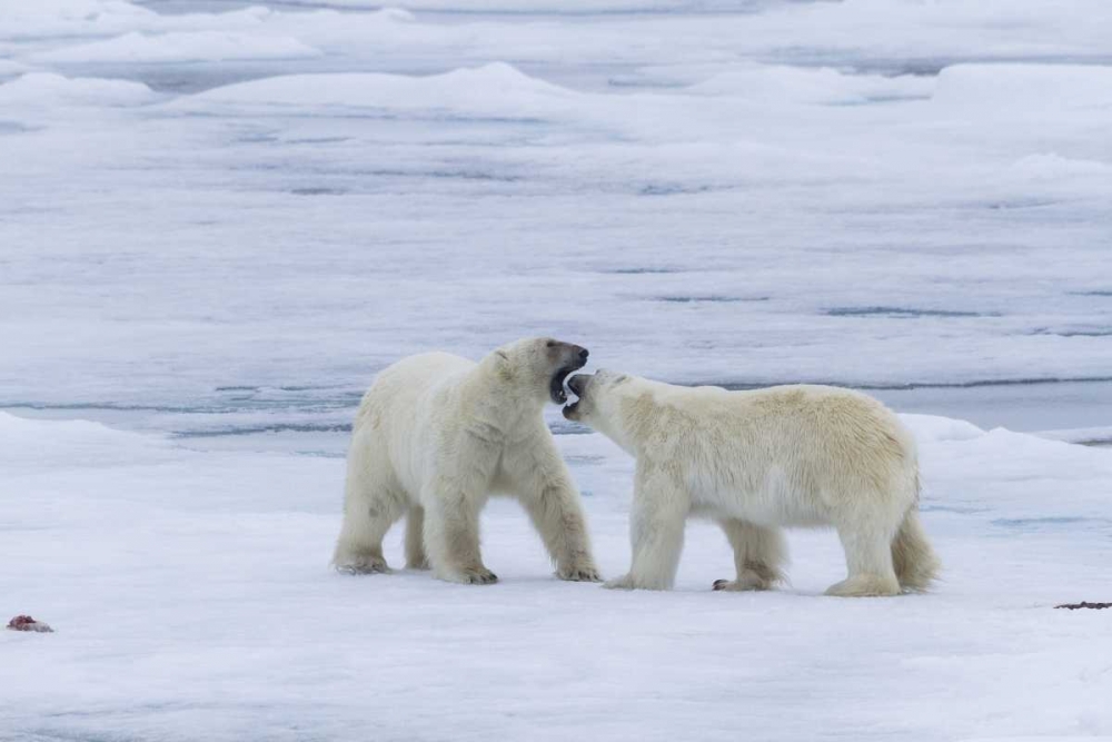Norway, Svalbard Two polar bears on sea ice art print by Bill Young for $57.95 CAD