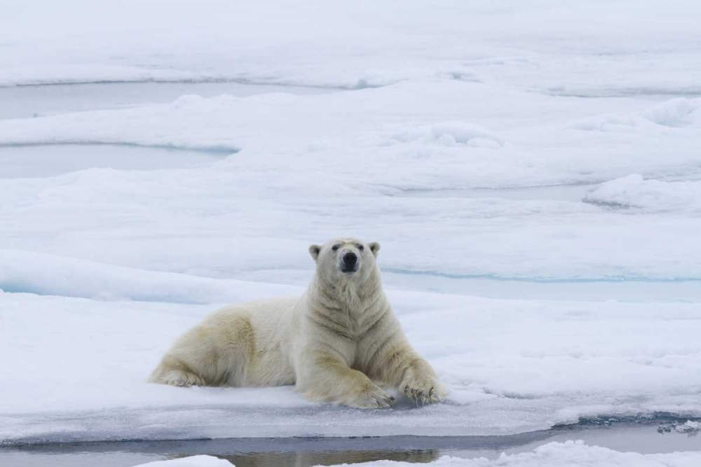 Norway, Svalbard Polar bear lying on snow art print by Bill Young for $57.95 CAD